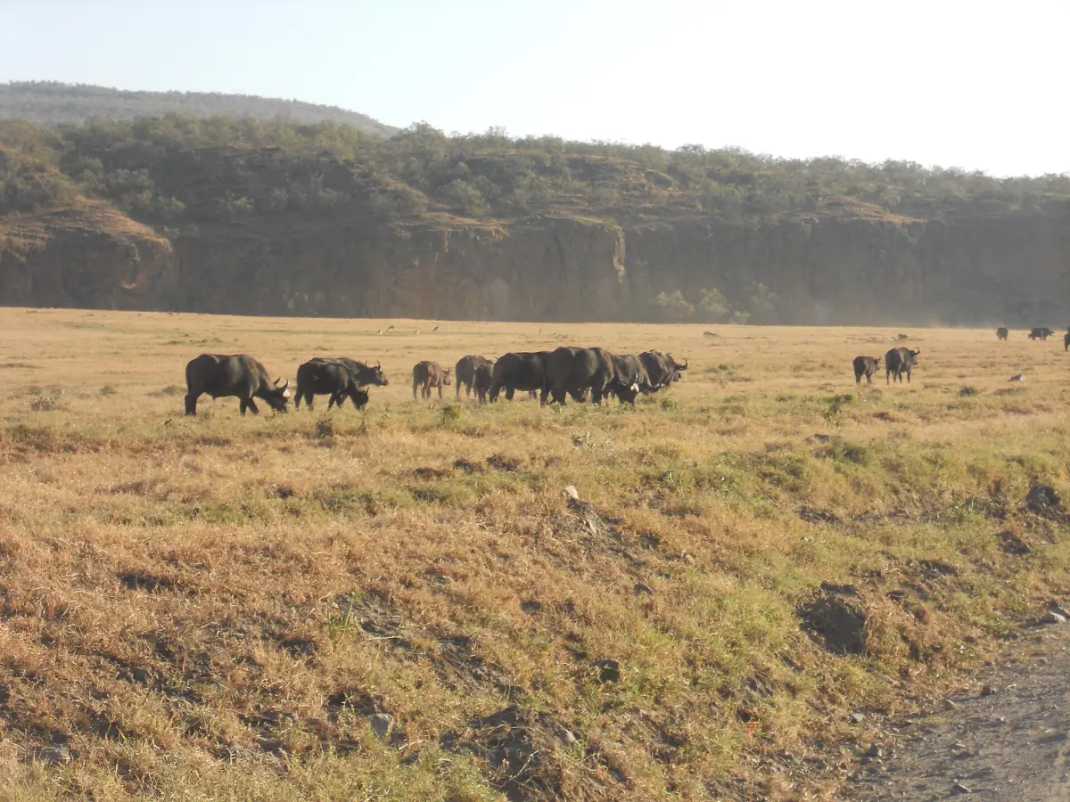 Herd of buffalo grazing on dry grass below a cliff in Hell's Gate