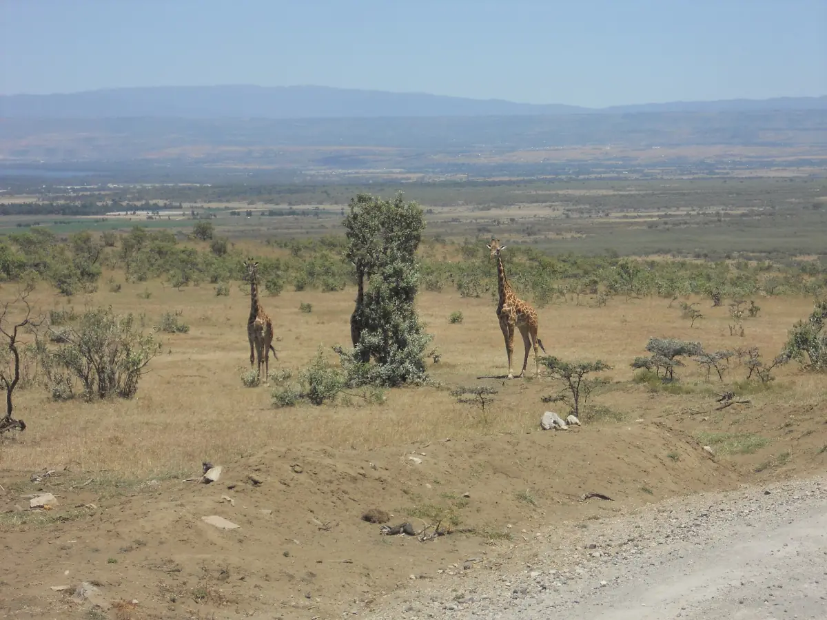 Giraffes standing among acacia trees on the dry savanna in Hell's Gate