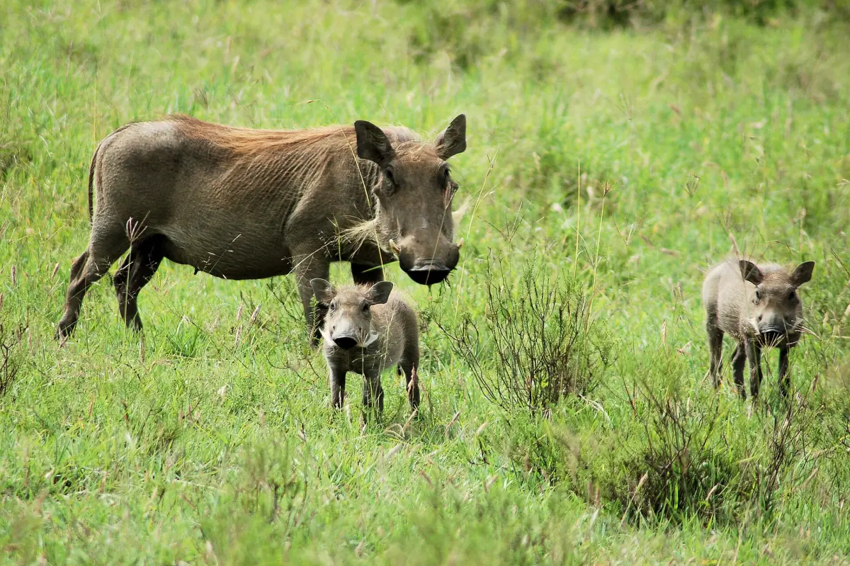 Adult warthog with two young piglets in green grass in Hell's Gate