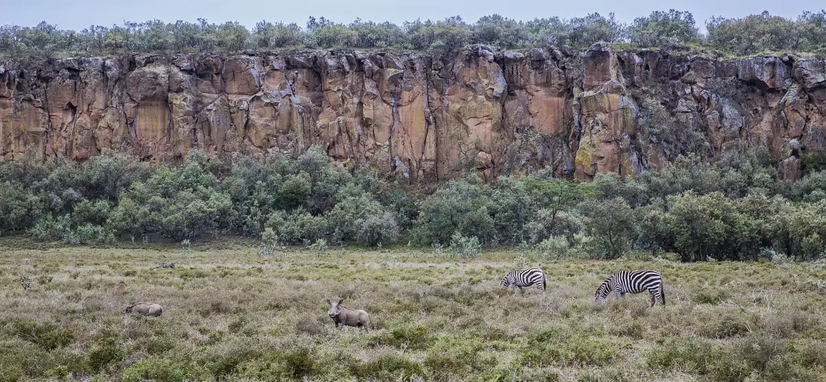 Zebra's staan tussen de struiken onder een lange rotswand in Hell's Gate