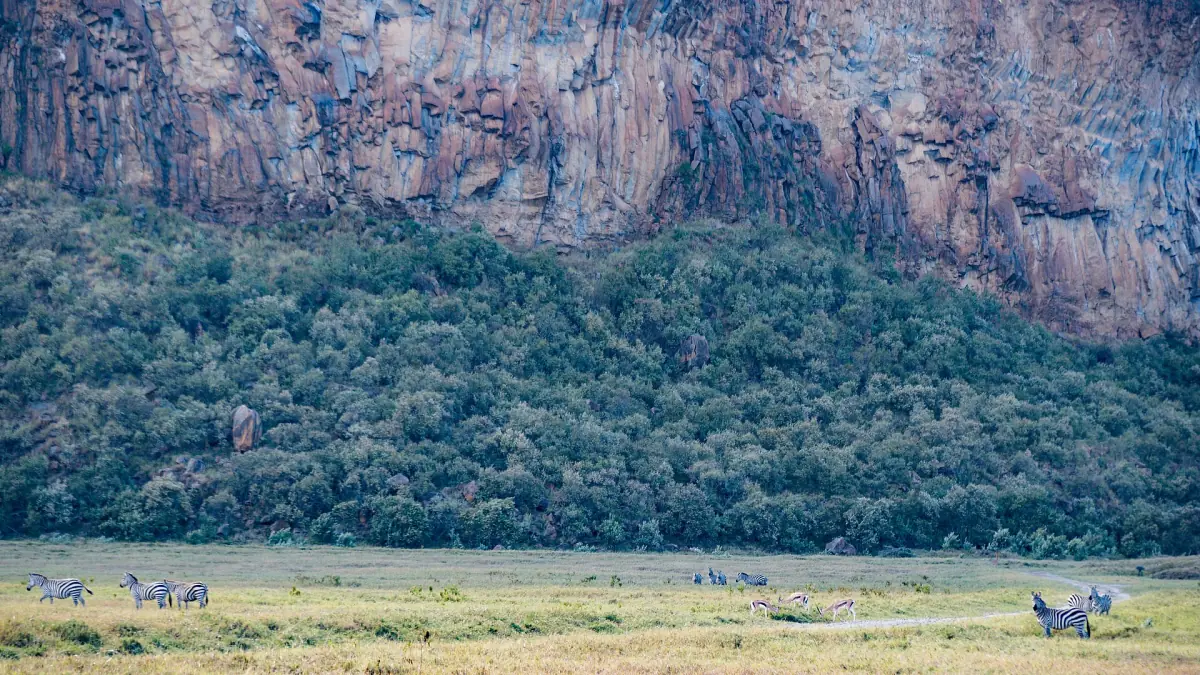 Small group of zebras grazing at the foot of a bush-covered cliff