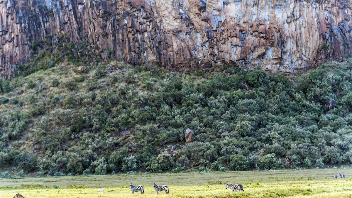 Zebras on the grassy plain below a tall rock cliff in Hell's Gate
